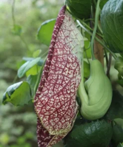 Aristolochia TROPICAL SEEDS - Indian Birthwort - 50 Seeds - Green Vines - Non-GMO