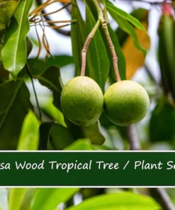Balsa Wood Seeds by [Brand Name] - 20 Tropical Seeds - Ornamental Bonsai - Light Wood Plant