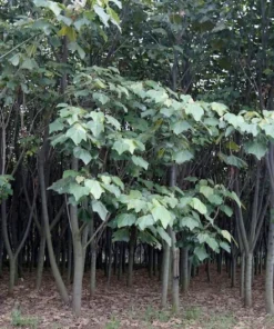 Balsa Wood Seeds by [Brand Name] - 20 Tropical Seeds - Ornamental Bonsai - Light Wood Plant