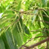 Brand + Product Type + Size + Color + Material: Tropical Seeds Rudraksha Tree 3 Seeds Blue Olive Berry Stones
