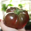 Cherokee Purple Heirloom Tomato Seeds - 20 Beefsteak Seeds - Vibrant Purple Color