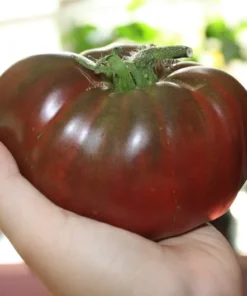 Cherokee Purple Heirloom Tomato Seeds - 20 Beefsteak Seeds - Vibrant Purple Color