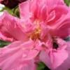 Cotton Rose Seeds - Hibiscus mutabilis - 20 Seeds - Pink Flower Tree - Heirloom Non-GMO