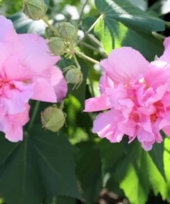 Cotton Rose Seeds - Hibiscus mutabilis - 20 Seeds - Pink Flower Tree - Heirloom Non-GMO