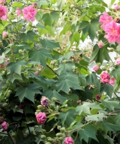 Cotton Rose Seeds - Hibiscus mutabilis - 20 Seeds - Pink Flower Tree - Heirloom Non-GMO