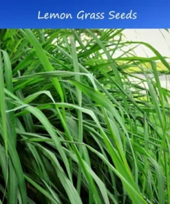 Cymbopogon flexuosus Ornamental Grass Seeds 250 Count Green Perennial Clumping