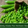 Early Alaska Heirloom Pea Seeds - 100 Count - Cool Weather Garden Plant