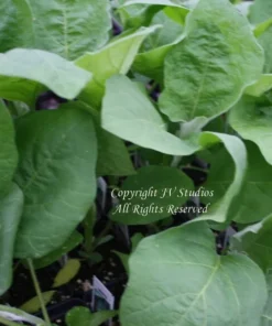 Eggplant Seeds Black Beauty 20 Count Heirloom Compact Purple Black