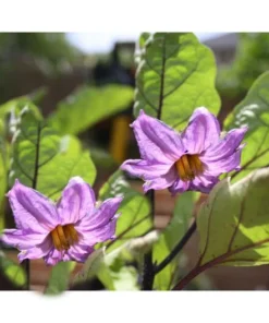 Eggplant Seeds Black Beauty 20 Count Heirloom Compact Purple Black