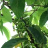 Ficus Racemosa Fig Tree Seeds - 40 Total Seeds for Bonsai or Standard Use - Tropical Plants