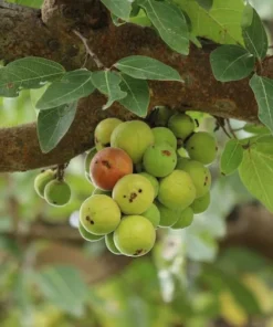 Ficus Racemosa Fig Tree Seeds - 40 Total Seeds for Bonsai or Standard Use - Tropical Plants