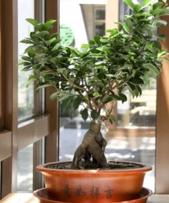 Ficus Racemosa Fig Tree Seeds - 40 Total Seeds for Bonsai or Standard Use - Tropical Plants