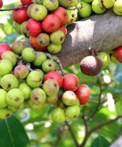 Ficus Racemosa Fig Tree Seeds - 40 Total Seeds for Bonsai or Standard Use - Tropical Plants