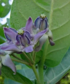 Flower Seeds Blue Lavender Crown Flower 10 Seeds Calotropis Gigantea Butterfly-Friendly