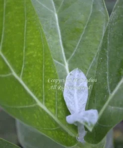 Flower Seeds Blue Lavender Crown Flower 10 Seeds Calotropis Gigantea Butterfly-Friendly