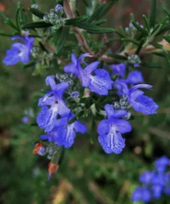GardenFresh Rosemary Herb Seeds - 25 Aromatic Seeds for Indoor or Outdoor Planting
