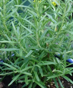 GardenFresh Rosemary Herb Seeds - 25 Aromatic Seeds for Indoor or Outdoor Planting