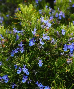GardenFresh Rosemary Herb Seeds - 25 Aromatic Seeds for Indoor or Outdoor Planting