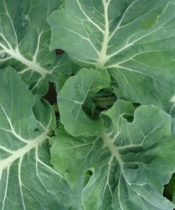 Georgia Southern Collard Greens Seeds - 100 Heirloom Non-GMO Seeds