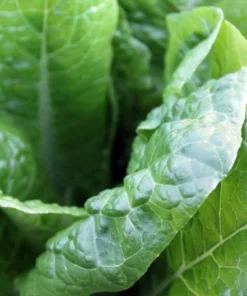 Georgia Southern Collard Greens Seeds - 100 Heirloom Non-GMO Seeds