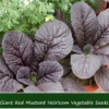 Giant Red Mustard Greens Seeds - 100 Heirloom Seeds - Bold Maroon Flavor - Perfect for Salads