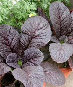Giant Red Mustard Greens Seeds - 100 Heirloom Seeds - Bold Maroon Flavor - Perfect for Salads
