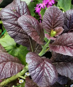 Giant Red Mustard Greens Seeds - 100 Heirloom Seeds - Bold Maroon Flavor - Perfect for Salads