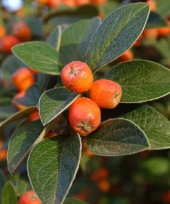 Heirloom Seeds Cotoneaster Horizontalis Rocksray 20 Seeds Good Fall Color