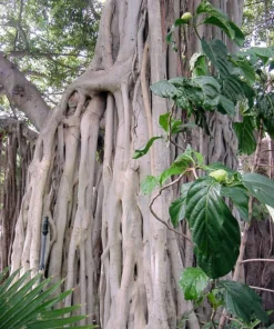 Heirloom Seeds Sacred Fig Tree Seeds 20 Seeds Rare Ornamental Plant