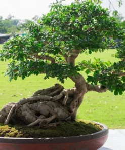 Heirloom Seeds Sacred Fig Tree Seeds 20 Seeds Rare Ornamental Plant