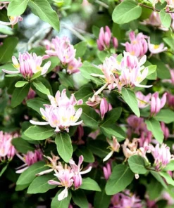 Heirloom Seeds Tatarian Honeysuckle 10 Seeds Pink Flowering Shrub