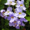 Heirloom Seeds - Thunbergia grandiflora - Blue Trumpet Vine - 5 Seeds