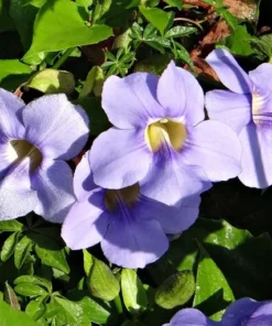 Heirloom Seeds - Thunbergia grandiflora - Blue Trumpet Vine - 5 Seeds