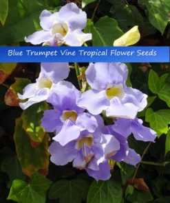 Heirloom Seeds - Thunbergia grandiflora - Blue Trumpet Vine - 5 Seeds