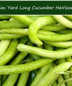 Heirloom Vegetable Seeds - Armenian Yard Long Cucumber - 20 Pack - Non-GMO