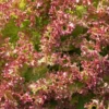Heirloom Vegetable Seeds - Prizehead Lettuce - 250 Seeds - Green with Reddish Tips