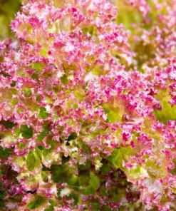 Heirloom Vegetable Seeds - Prizehead Lettuce - 250 Seeds - Green with Reddish Tips