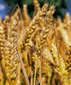 Heirloom Wheat Seeds Yamhill Soft White Winter Wheat 500 Seed Pack Non-GMO