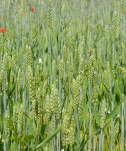 Heirloom Wheat Seeds Yamhill Soft White Winter Wheat 500 Seed Pack Non-GMO