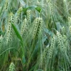 Heritage Malting Barley Seeds - 100 Ancient Grain Seeds for Garden or Containers