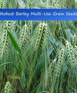 Heritage Malting Barley Seeds - 100 Ancient Grain Seeds for Garden or Containers