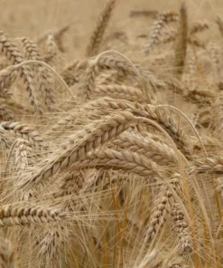 Heritage Malting Barley Seeds - 100 Ancient Grain Seeds for Garden or Containers