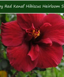 Hibiscus Ruby Red Kenaf Seeds - 10 Count - Tropical Flower - Rare Variety