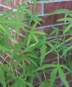 Hibiscus Ruby Red Kenaf Seeds - 10 Count - Tropical Flower - Rare Variety