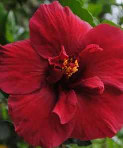 Hibiscus Ruby Red Kenaf Seeds - 10 Count - Tropical Flower - Rare Variety