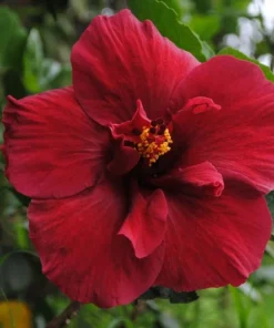 Hibiscus Ruby Red Kenaf Seeds - 10 Count - Tropical Flower - Rare Variety