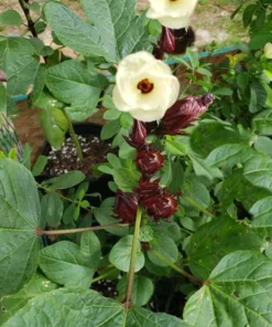 Hibiscus sabdariffa Seeds - 10 Tropical Roselle Flower Seeds - Cream Yellow Blooms