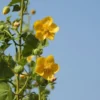 Indian Mallow Seeds - 20 Pack - Ornamental Plant - Bright Yellow Blooms