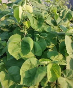 Indian Mallow Seeds - 20 Pack - Ornamental Plant - Bright Yellow Blooms