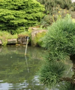 Japanese Larch Seeds - 10 Count - Bonsai Tree - Deciduous Conifer - Natural